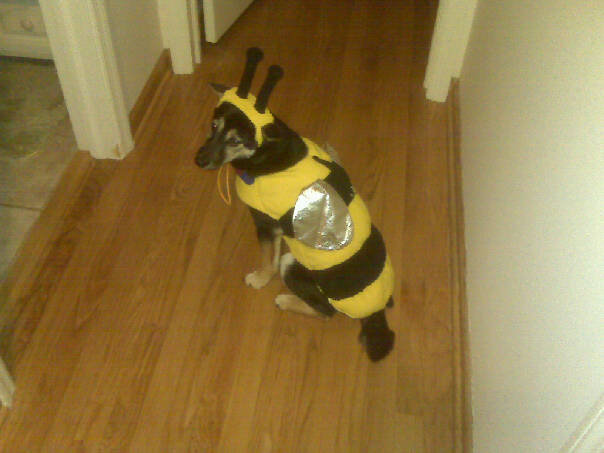 Bee costume on Daisy