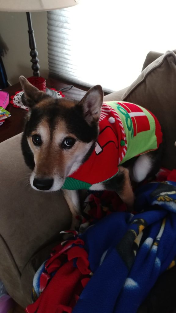 Christmas sweater on Daisy