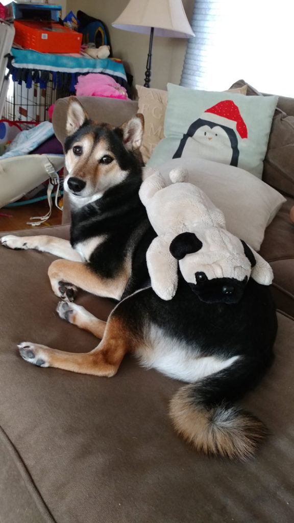 Stuffed dog on Daisy