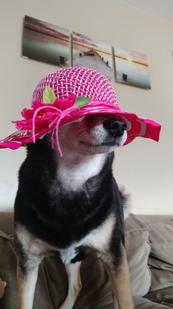 Fancy hat on Daisy