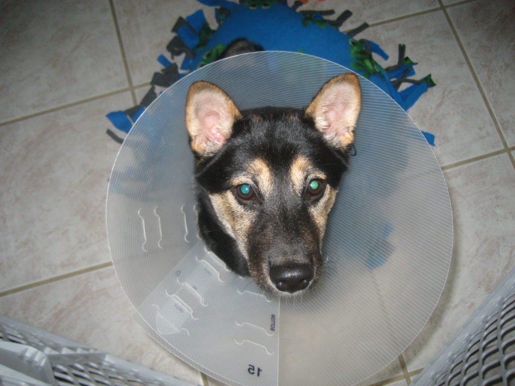 Cone of shame on Daisy