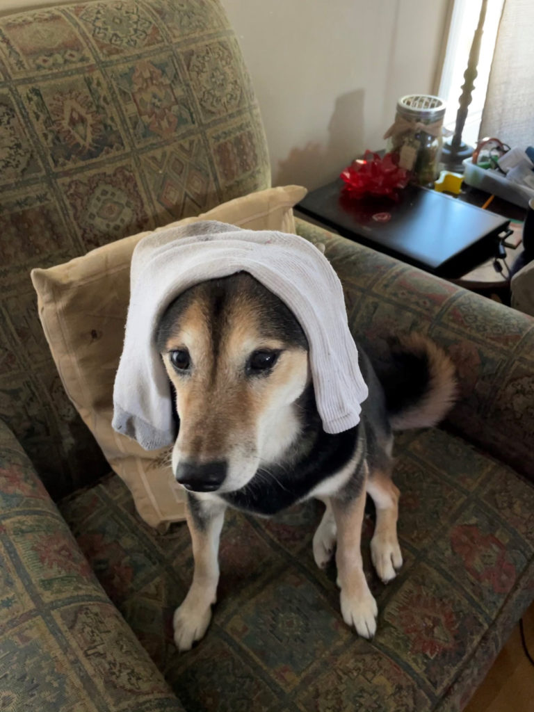 Wet sock on Daisy