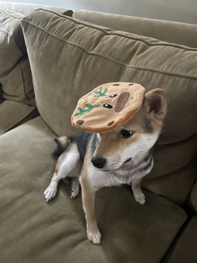 Reindeer cookie on Kasha